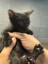 adoptable Cat in  named LINDSEY