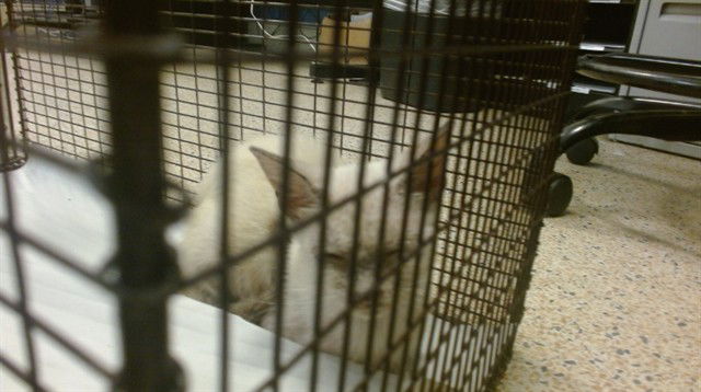 adoptable Cat in Miami, FL named ANGEL