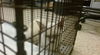 adoptable Cat in  named ANGEL