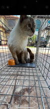 adoptable Cat in  named LUMPY