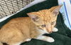 adoptable Cat in  named NANCE