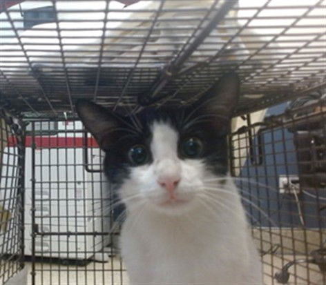 adoptable Cat in Miami, FL named BASHFUL