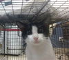 adoptable Cat in  named BASHFUL