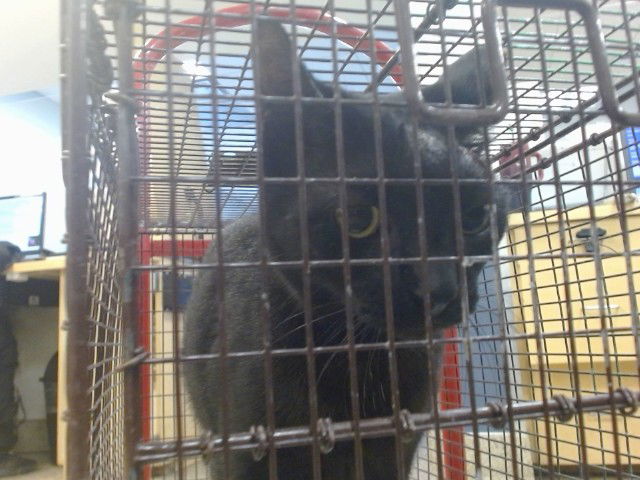 adoptable Cat in Miami, FL named MARCEY