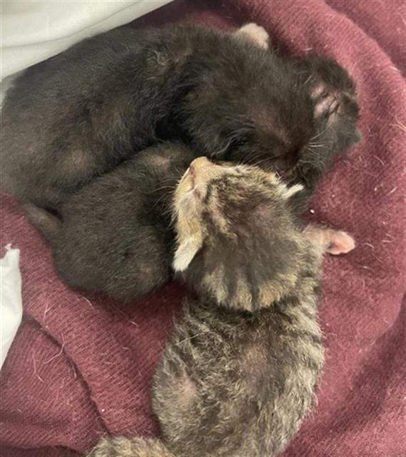 adoptable Cat in Miami, FL named JOE