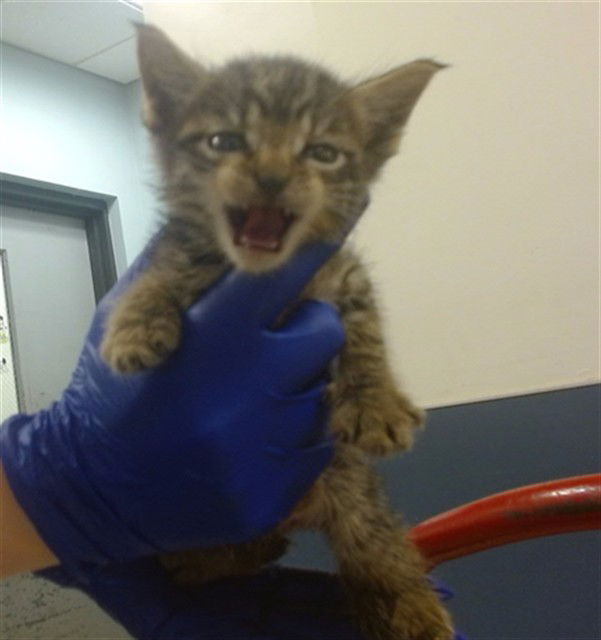 adoptable Cat in Miami, FL named BUBBLES