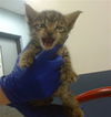 adoptable Cat in  named BUBBLES