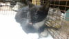 adoptable Cat in  named WHISKERS