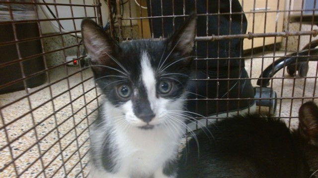 adoptable Cat in Miami, FL named BOOTS