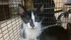 adoptable Cat in  named BOOTS