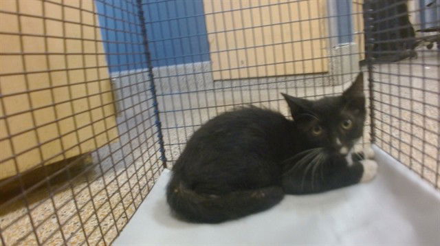 adoptable Cat in Miami, FL named KURT