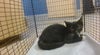 adoptable Cat in  named KURT