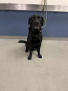 adoptable Dog in  named THOMAS
