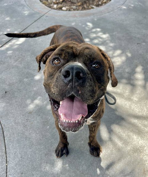 ROCCO - American Bulldog available for adoption