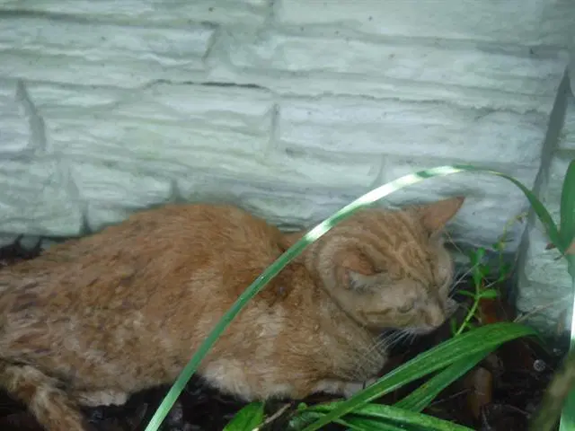 Lila - Domestic Short Hair