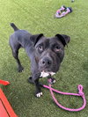 BUTCH - Photo 1