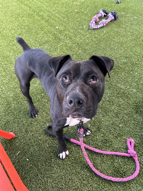 BUTCH - Bulldog available for adoption