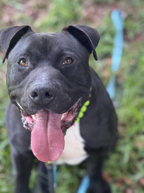 BUTCH, an adoptable Bulldog in Miami, FL