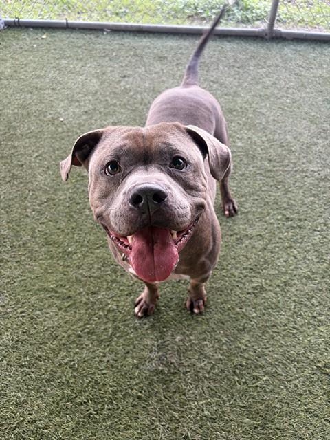 ROKY - American Bulldog available for adoption