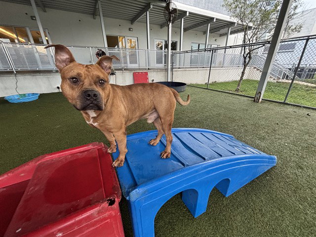 Pit Bull