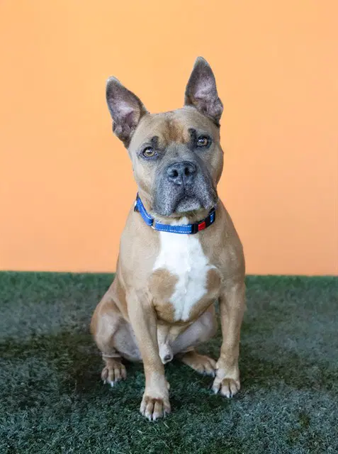Billy - American Bulldog