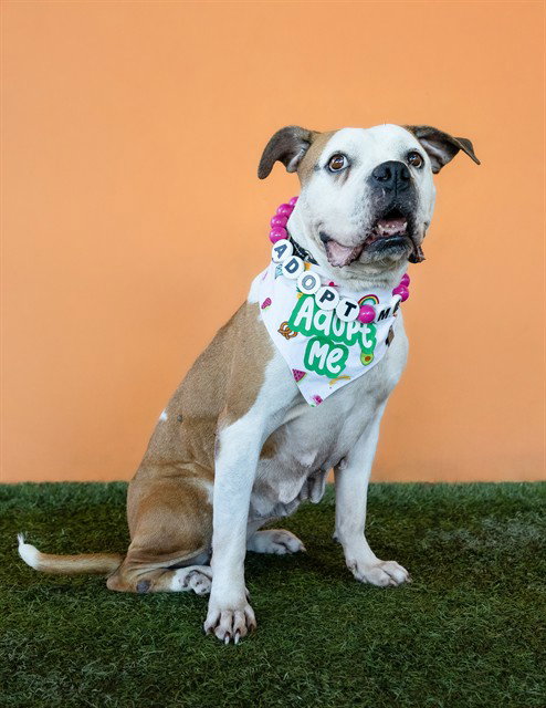CLEMENTINE - American Bulldog available for adoption