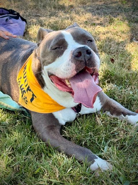 FIRULOYS - American Bulldog available for adoption