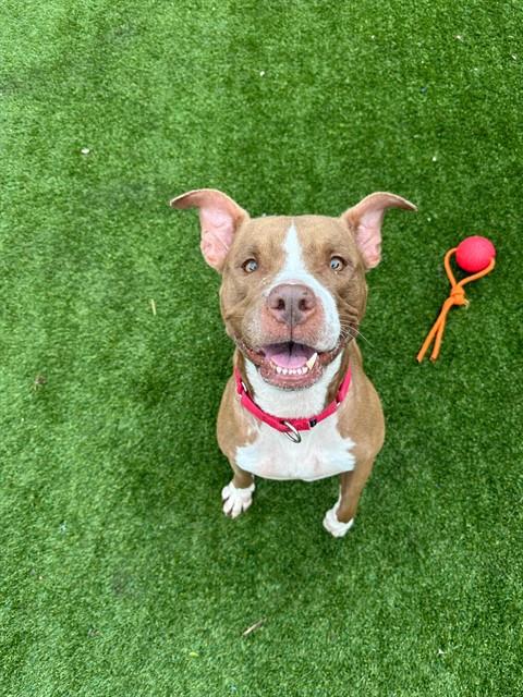 HOLLY - Pit Bull Terrier available for adoption