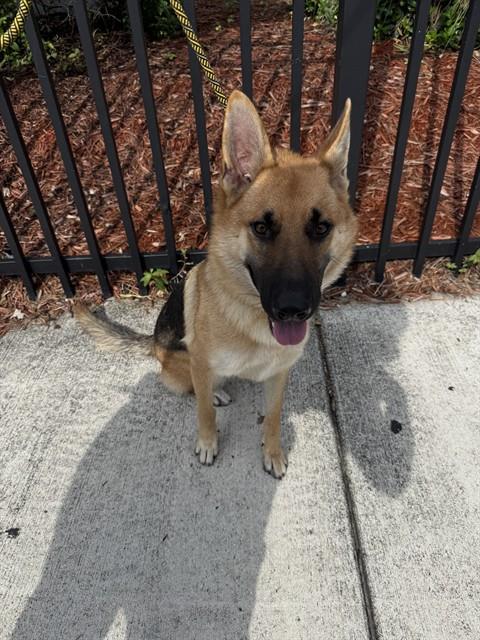 German Shepherd