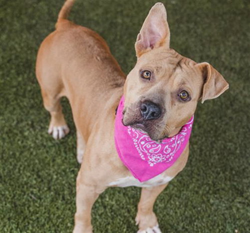 CALI - Terrier available for adoption