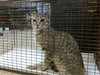 GATICA - Photo 1