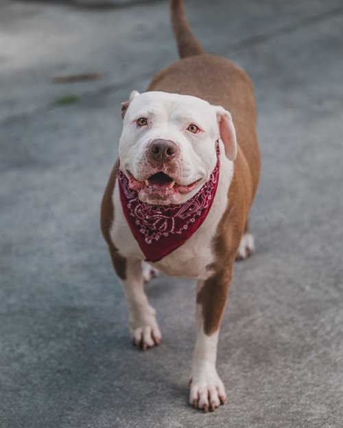 EMILIO - American Bulldog available for adoption