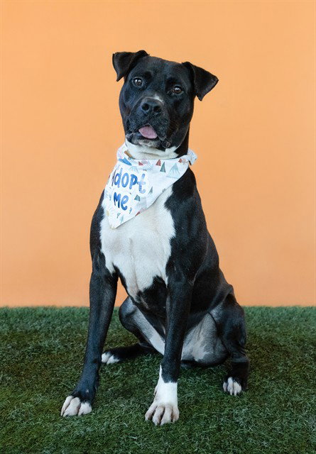 DUKE - Labrador Retriever available for adoption