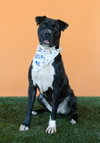 DUKE - Photo 1