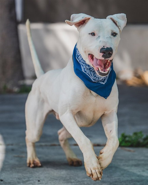 LARRY - Bull Terrier available for adoption