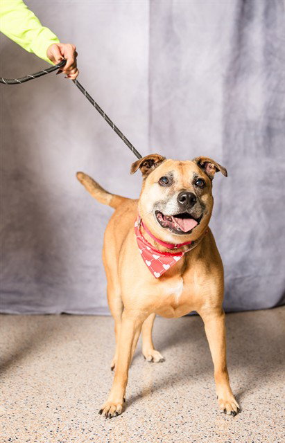 NIKE - Labrador Retriever available for adoption