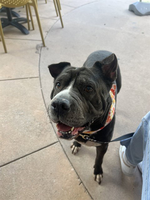 MAE - American Bulldog available for adoption