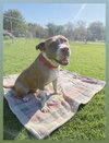 TYSON - Photo 1