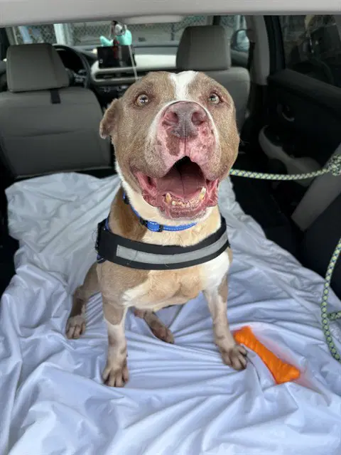 Tyson - Terrier