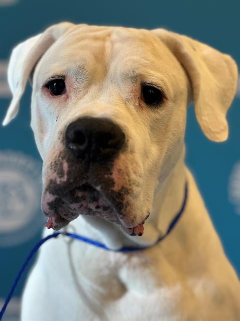 HUXLEY - Dogo Argentino available for adoption