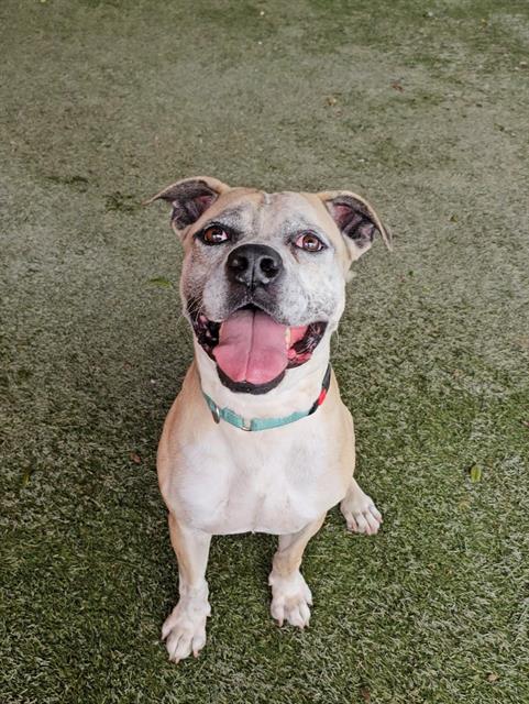 LEO, an adoptable Labrador Retriever in Miami, FL