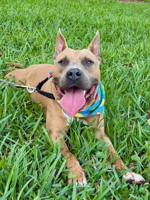 JERRY - American Bulldog available for adoption