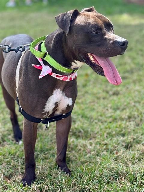 ROSCOE - American Bulldog available for adoption