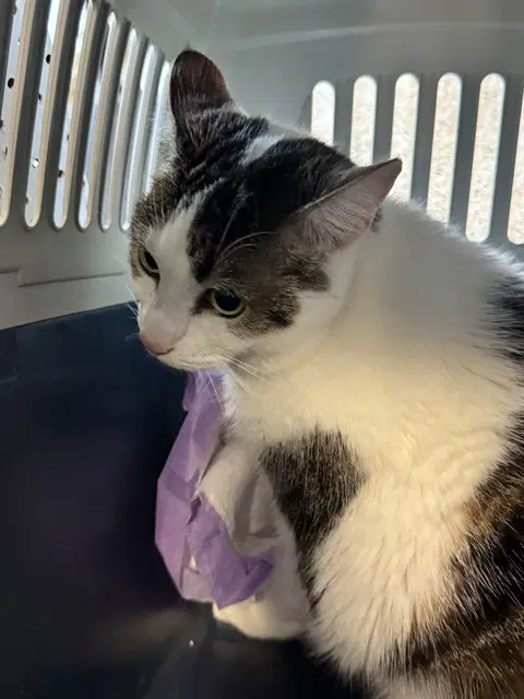 Bunny - Domestic Short Hair