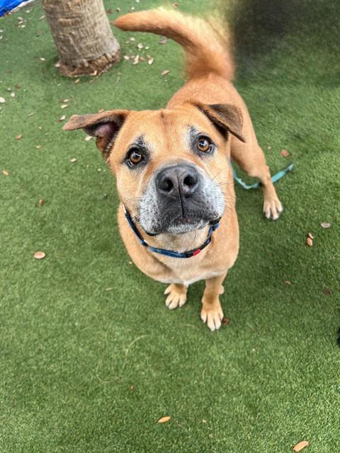 Black Mouth Cur