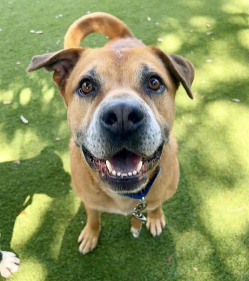 CAPITAN, an adoptable Black Mouth Cur in Miami, FL