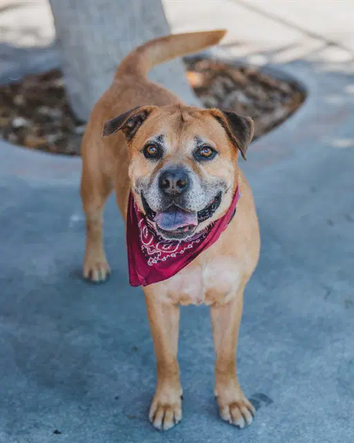 Capitan - Black Mouth Cur