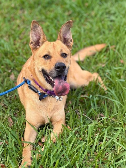 HANK - German Shepherd Dog available for adoption