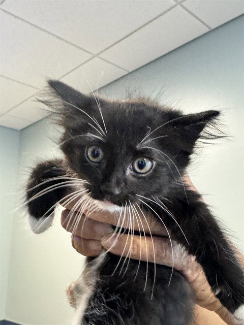 BEAUTY - Domestic Short Hair available for adoption