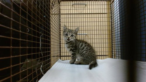 CATTY B - Domestic Short Hair available for adoption